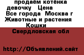 продаём котёнка девочку › Цена ­ 6 500 - Все города, Москва г. Животные и растения » Кошки   . Свердловская обл.